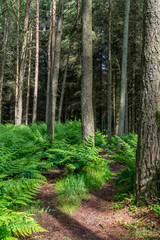 Fern in woods.