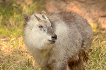 ニホンカモシカ