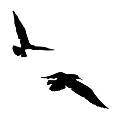  set - seagull silhouette on white background collection