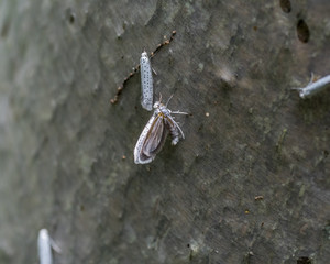 Ermine Moths