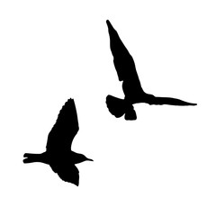  set - seagull silhouette on white background collection