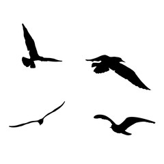  set - seagull silhouette on white background collection