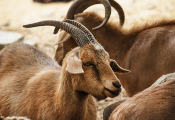 Brown ram in safari park, selective focus