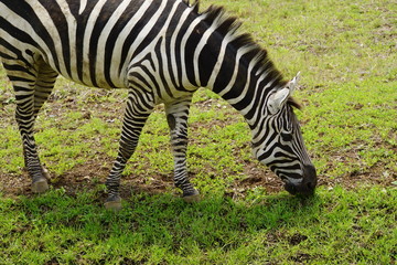 グラントシマウマ