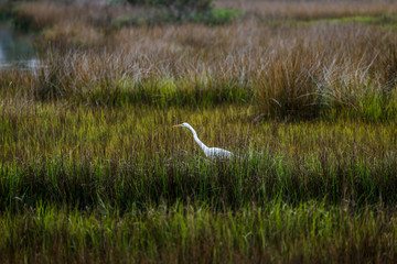Fototapeta premium eating egret