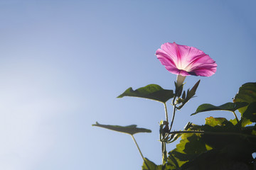 Single pink morning glory flower with leaves