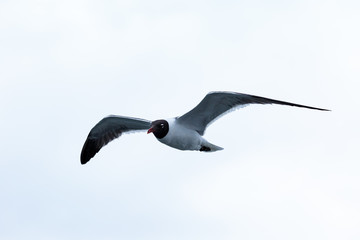 laughing gull