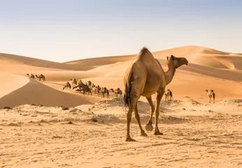 Tuinposter kameel in de liwa-woestijn © ali