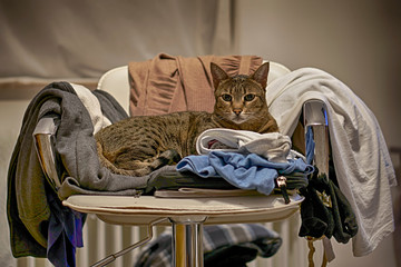 Savananh cat on chair