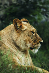 Fototapeta na wymiar Lioness in an open-air cage in a safari park, selective focus