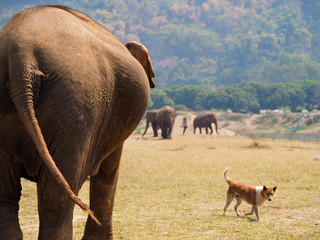 Elephant nature park