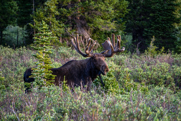 Bull Moose Grazing