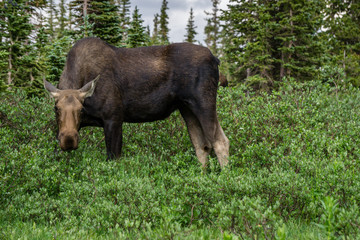 Fototapeta premium Female Moose