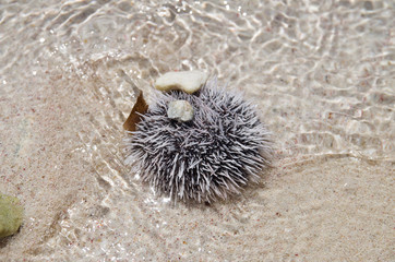 Oursin noir et blanc