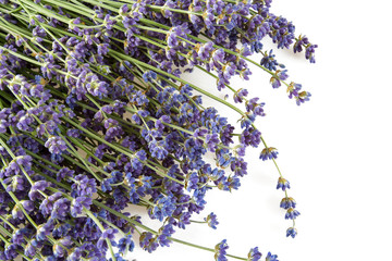 Obraz premium lavender flower isolated on white
