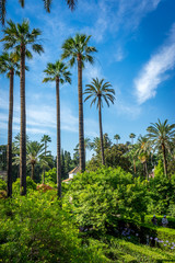 Fototapeta na wymiar Palm trees with a blue sky in Seville, Spain, Europe
