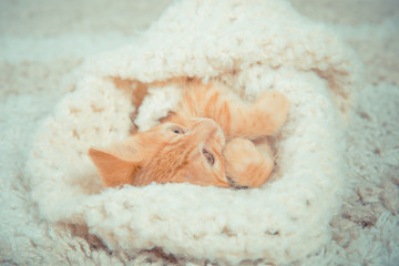 Little red kitten. The kitten lies on the fluffy carpet at home 
