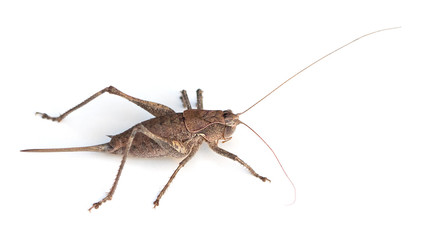 Least Shieldback Katydid