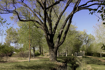 Obraz premium An Octopus Tree