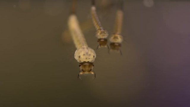Larvae of the mosquito flourishing in still waters