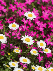 Obraz premium ノースポールの花