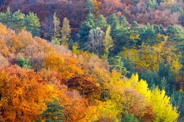 Obraz premium Colorful autumn forest