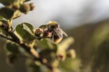 Deurstickers Bee at work © John Hofboer