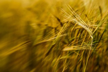 Barley, field, movement