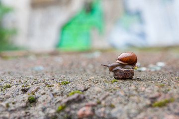 Group of small snails