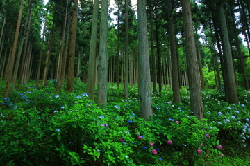 Obraz premium 森と紫陽花