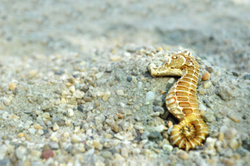 Beach background with seahorse on the sand