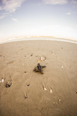 Obraz premium Baby Sea Turtle