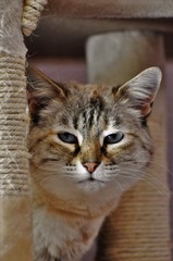 Chat Noir Et Blancsiamois Buy This Stock Photo And