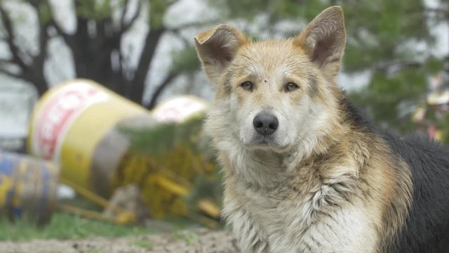 Sad beige dog-mongrel on a leash is . Close-up, selective focus. mongrel dog dog close up of the eyes. Gray mongrel dog lies on concrete