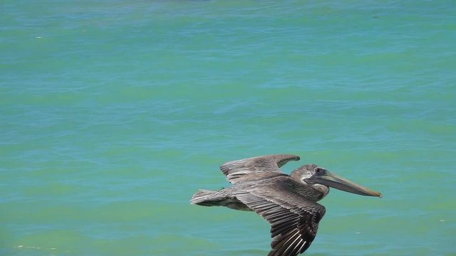 SLOW MOTION, CLOSE UP: Stunning brown Mexican pelican flapping wings flying close above the sea surface, Yucatan peninsula, Mexico. Detail of beautiful wild bird soaring in the sky above the ocean