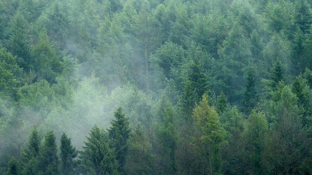 Rain Falls On Misty Forest Landscape
