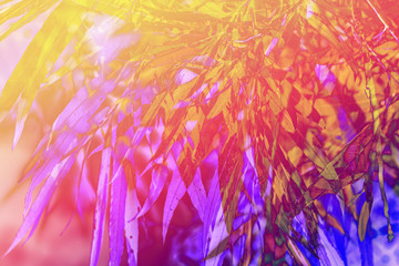 Bamboo leaves, artistic background