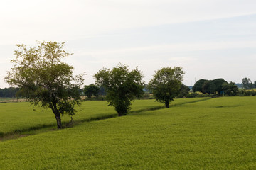 Fototapeta na wymiar Trees on rice fields.