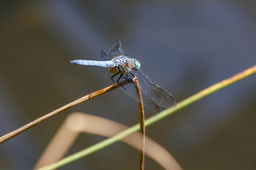 Blue Dasher dragonfly