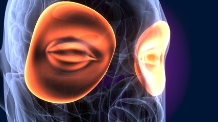 Fototapeta premium 3d illustration of human body eye anatomy