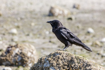 Black Northwestern crow