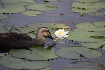 カモとスイレン