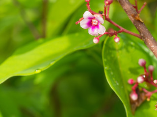 The Star Fruit Flower Blooming