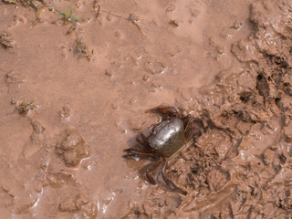 The Crab Walking
