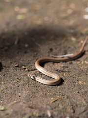 Snake Crawling on The Ground