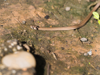 Snake Crawling on The Ground