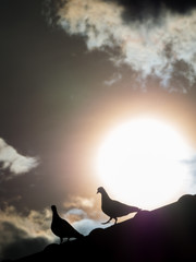 Two Pigeon Walking on The Roof