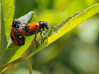 bugs