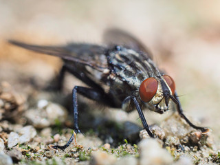 fly