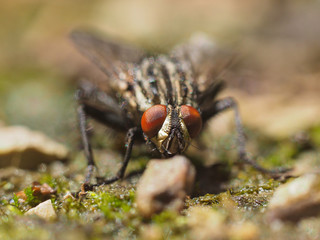 fly